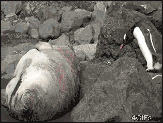 Fuck the seals