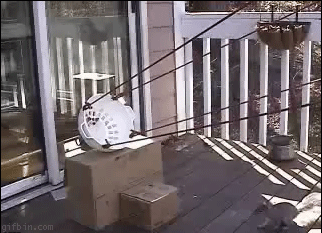 JAK WYEKSPEDIOWAĆ UCIĄŻLIWĄ WIEWIÓRKĘ NA KSIĘŻYC!