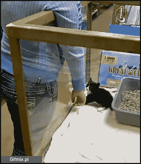 sprytnie znalazł sobie właścicielkę