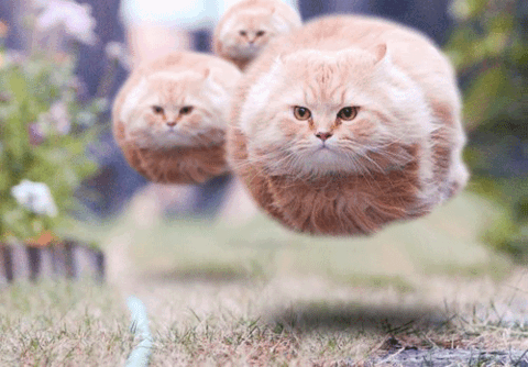 pacz patrol
