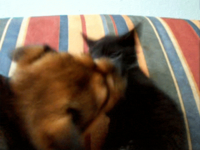 Jak pies z kotem